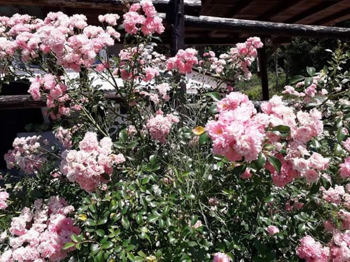 Il Casalino Bed and Breakfast Pianoro Εξωτερικό φωτογραφία